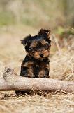 YORKSHIRE TERRIER 494